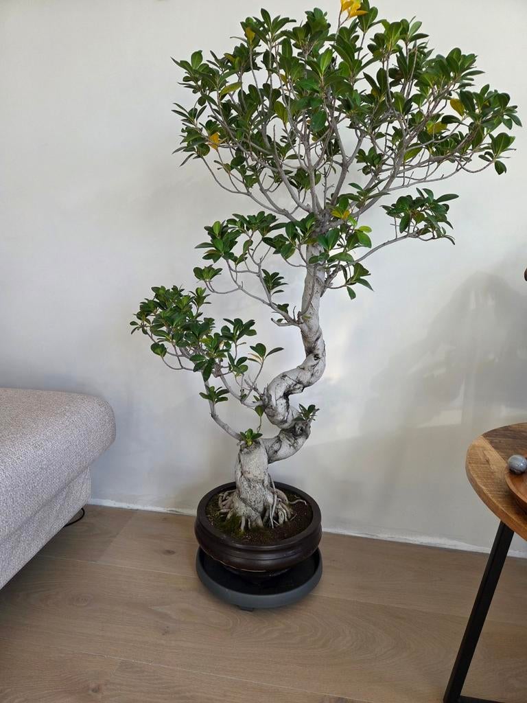 Ficus Microcarpa Bonsai - 120 cm hoog, Ophalen of Verzenden