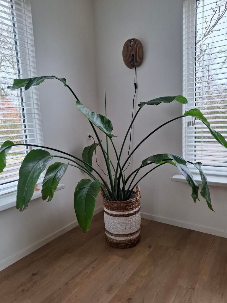 Prachtige grote Strelitzia kamerplant, Ophalen, Halfschaduw, 100 tot 150 cm