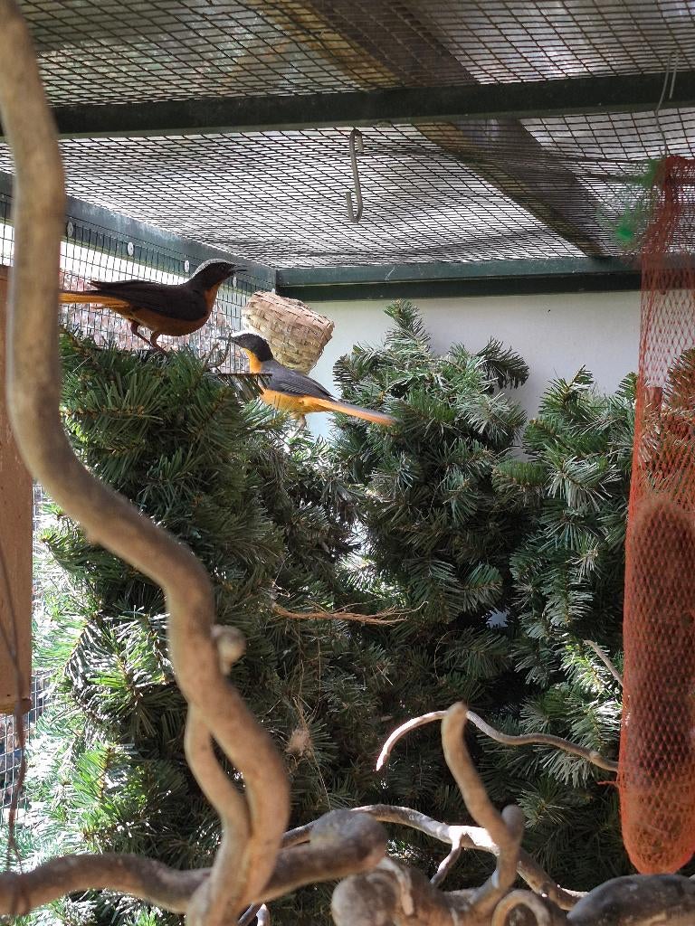 1-1 schubkop lawaaimakers ( grote soort), Dieren en Toebehoren, Meerdere dieren, Tropenvogel, Geringd