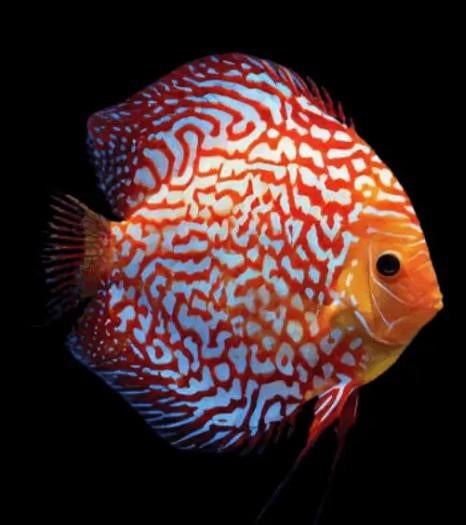 White tiger Discus ca -Koidream Valburg, Dieren en Toebehoren, Vis, Zoetwatervis