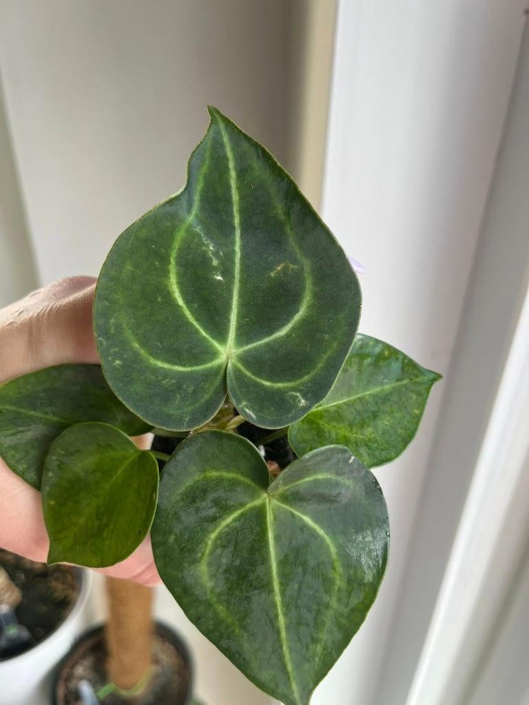 Anthurium Clarinervium Small, Ophalen of Verzenden, Halfschaduw, Minder dan 100 cm