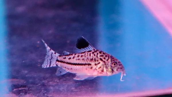 Corydoras Julii - Luipaard Corydoras, Vis, Zoetwatervis