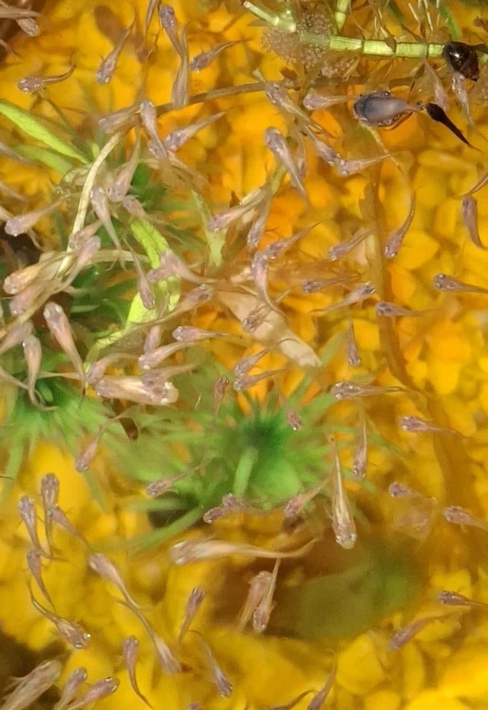 Baby guppen 10 st €2,50 aquariumvissen, Dieren en Toebehoren, Vissen | Aquariumvissen, Vis, Zoetwatervis, Schoolvis