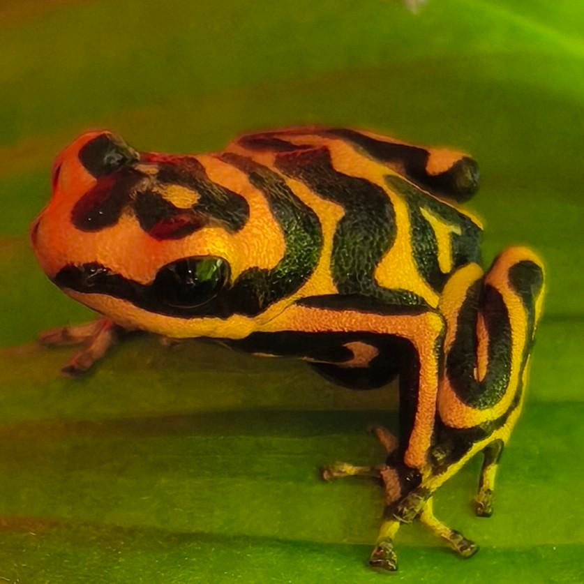 Enorm assortiment gifkikkers uit eigen kwekerij Frog - unknown for sale from Wouter