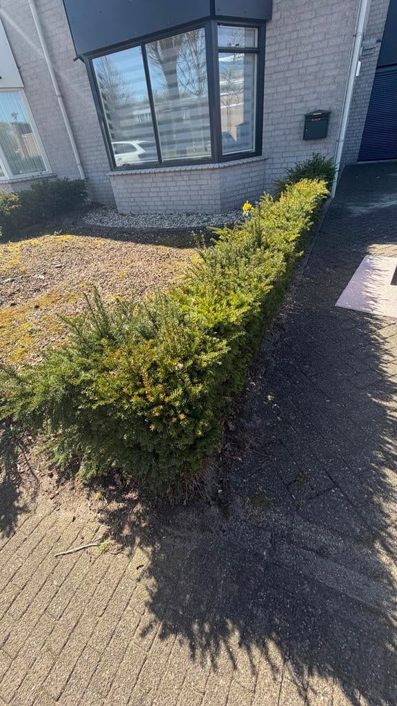 GRATIS Groene Taxus Haag - Perfect voor privacy en structuur, Tuin en Terras, Planten | Struiken en Hagen, Ophalen of Verzenden