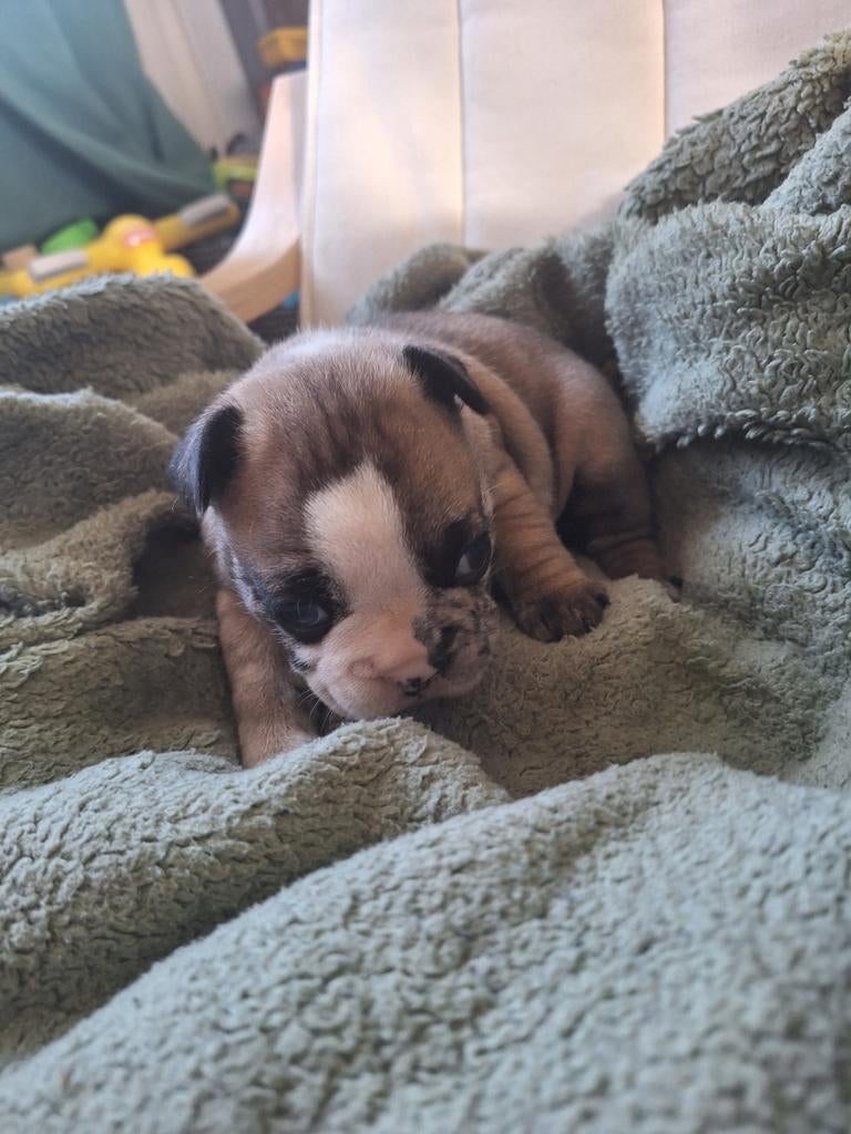 Mooie franse bulldogs pups 2 teefjes, 8 tot 15 weken, Bulldog, Meerdere, Meerdere dieren