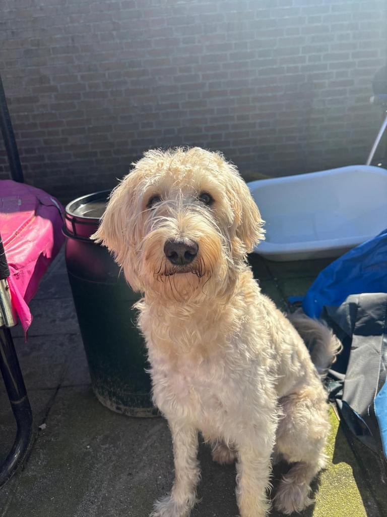 Labradoodle, Reu, 1 tot 2 jaar, Eén hond, Nederland