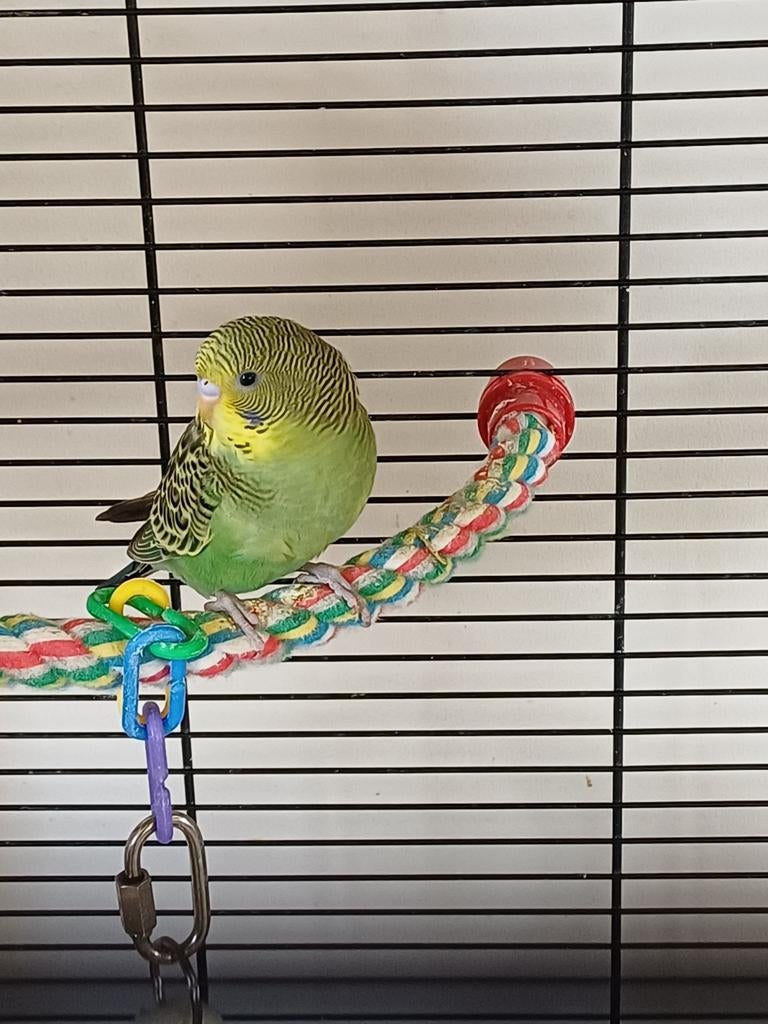 2 lieve jonge grasparkietjes, Dieren en Toebehoren, Geslacht onbekend, Parkiet