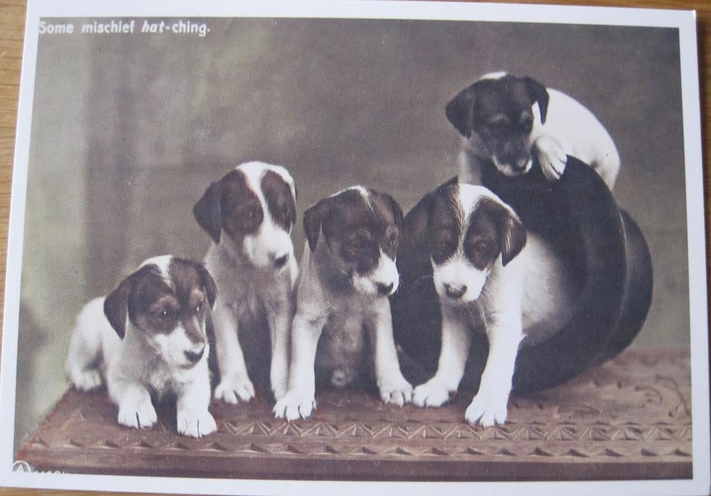 reprint van oude kaart met hondenpups met een hoed - nieuw, Verzenden, 1980 tot heden, Ongelopen, Hond of Kat