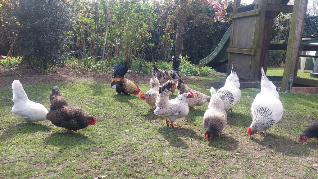 Serama krielkippen, Dieren en Toebehoren, Pluimvee, Vrouwelijk, Kip