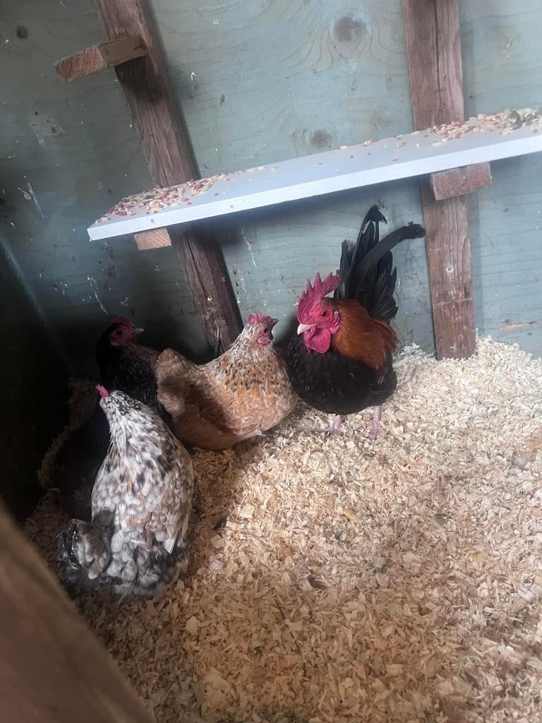 40 euro Serama kippen, Dieren en Toebehoren, Vrouwelijk, Kip