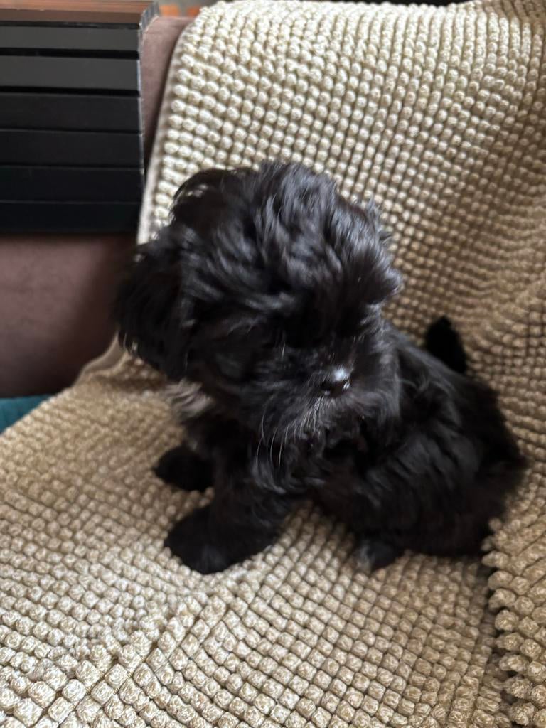 Shihtzu pup, 8 tot 15 weken, Eén hond, Nederland, Particulier