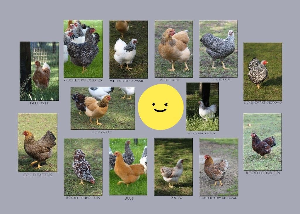 Kippen gezocht, Dieren en Toebehoren, Pluimvee, Kip, Vrouwelijk