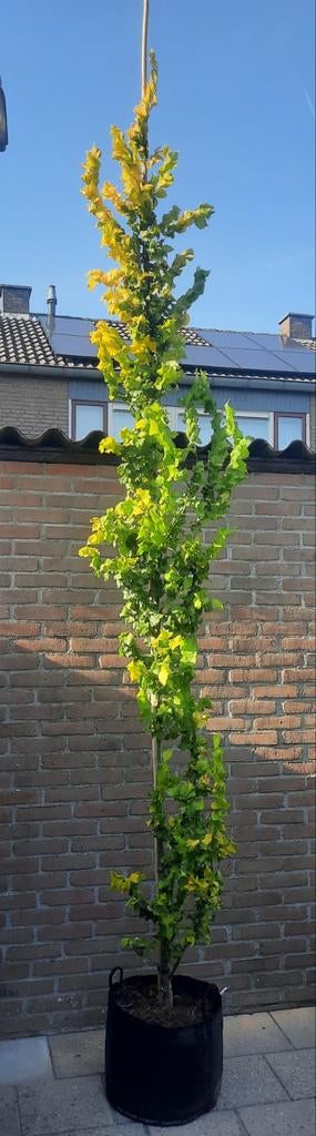 Ulmus hollandica 'Wredei' (Goudiep)🌿, Ophalen, Volle zon, Overige soorten