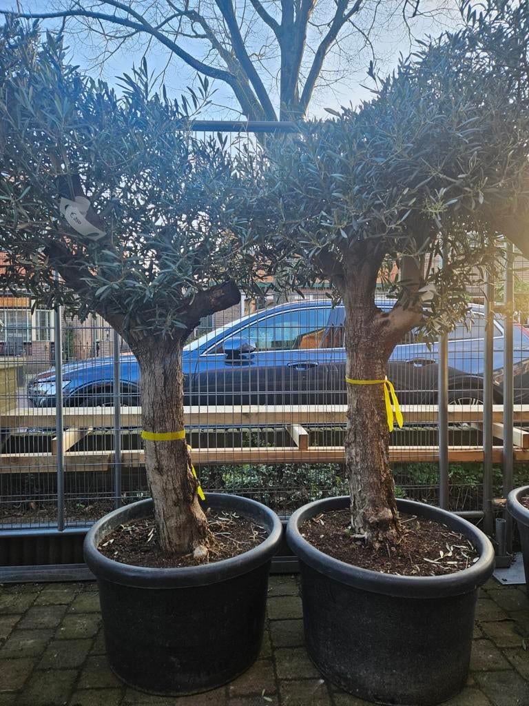 Yucca Rostrata winterhard - diverse maten vanaf 39 euro, Tuin en Terras, Planten | Bomen, Volle zon, Ophalen of Verzenden, 100 tot 250 cm