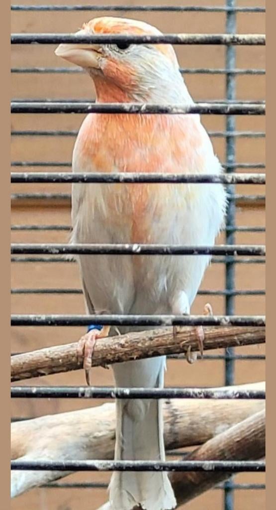 Prachtige kleurmutatie roodmussen