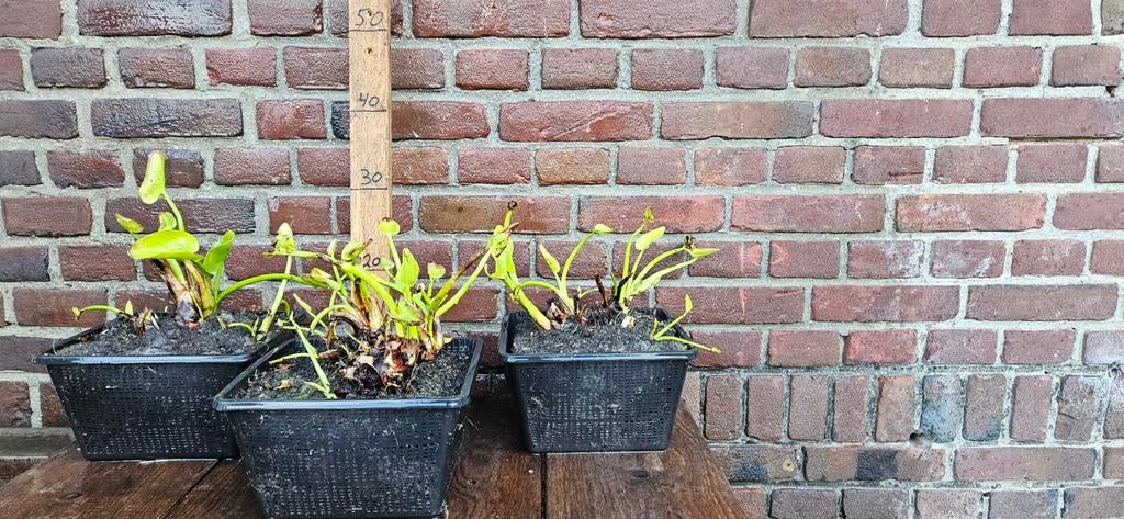 Pontederia cordata moeras hyacint vijver moeras, Ophalen, Volle zon