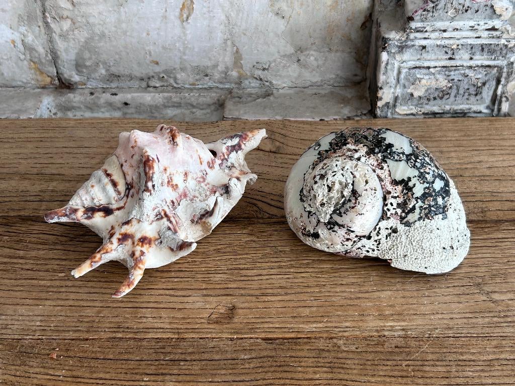 Turbo Sarmaticus Parelmoer 9-11 cm Grote Schelp, Ophalen of Verzenden, Schelp(en)