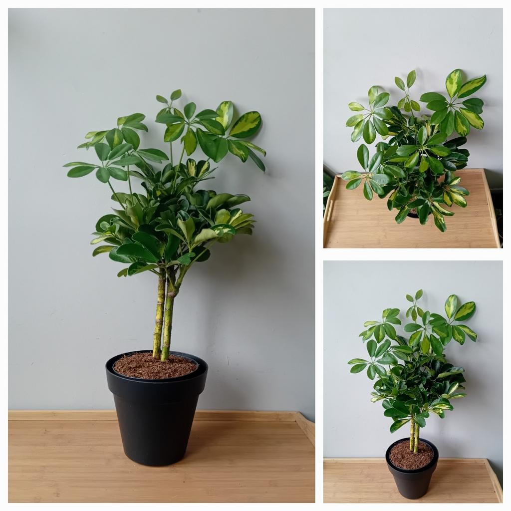 Kamerplant bonsai schefflera 50cm, Ophalen, Halfschaduw, In pot, Minder dan 100 cm