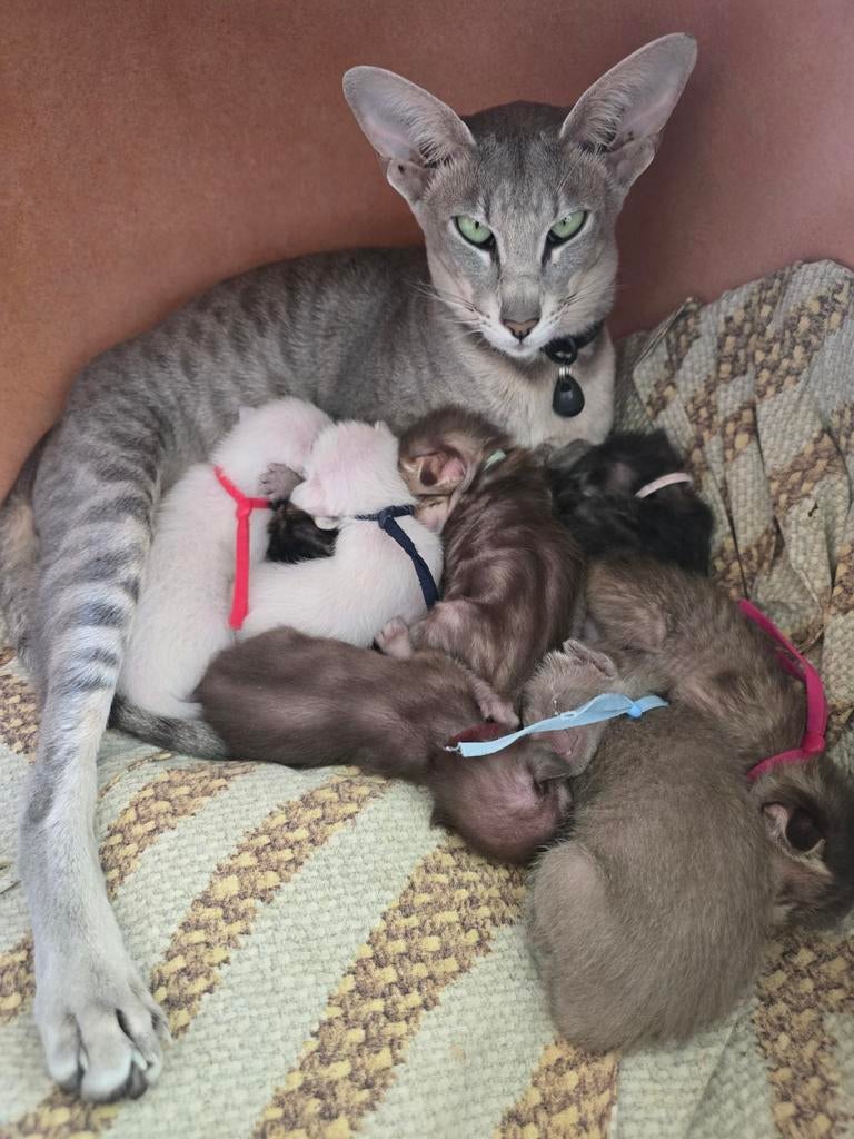 Oosterse Korthaar kittens, Dieren en Toebehoren, Katten en Kittens | Raskatten | Korthaar, Meerdere dieren, Ontwormd