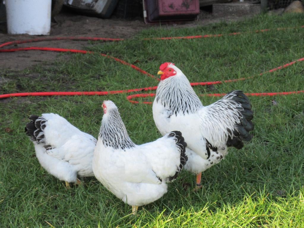 kippen  te koop haantjes, Dieren en Toebehoren, Pluimvee, Mannelijk, Kip
