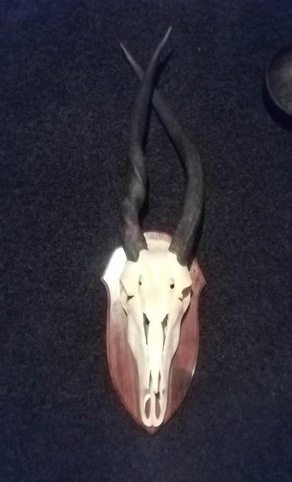 Abnormale eland antilope schedel 1 meter hoog zeldzaam, Verzamelen, Dierenverzamelingen, Ophalen of Verzenden