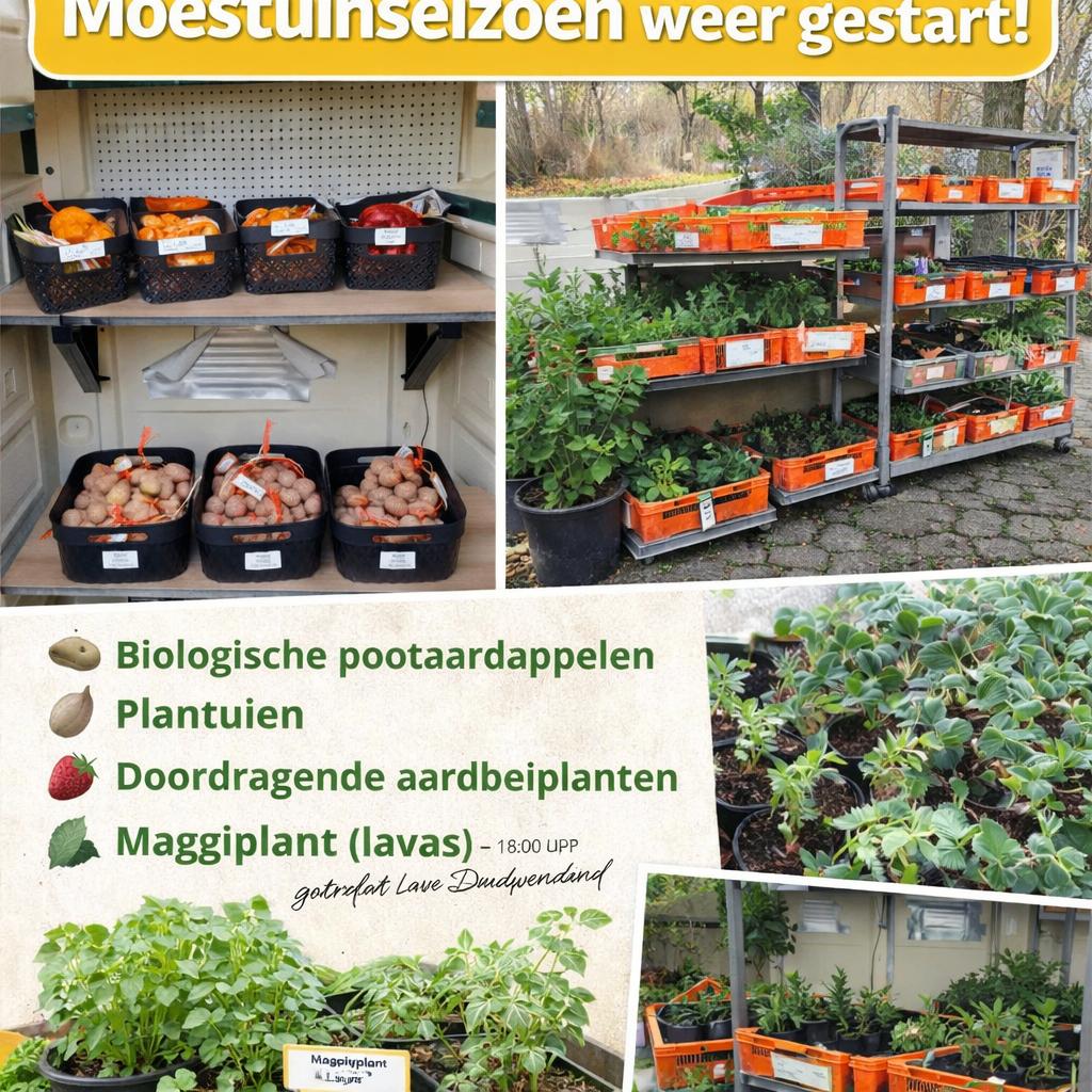 Moestuinplanten, Plantuien, Pootaardappels en vaste planten, Tuin en Terras, Planten | Tuinplanten, Ophalen of Verzenden, Vaste plant