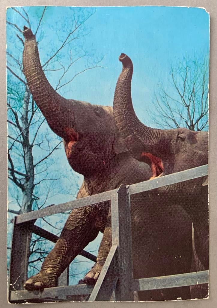 Indische Olifant , Artis, Ophalen of Verzenden, Gelopen, Noord-Holland