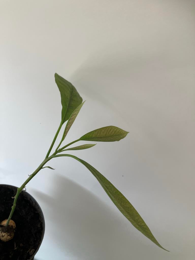 Jonge Avocado Plant!, Ophalen, Volle zon, Vaste plant, Bloeit niet