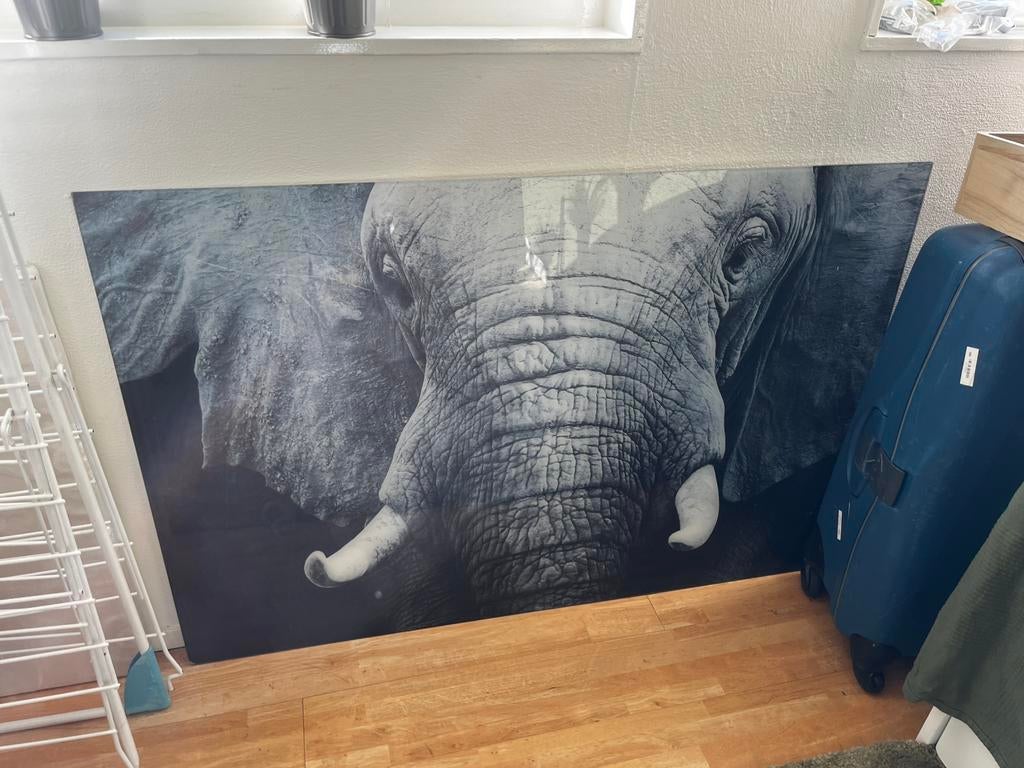 Olifant glasschilderij, Ophalen of Verzenden, Zo goed als nieuw, Schilderij, Minder dan 50 cm