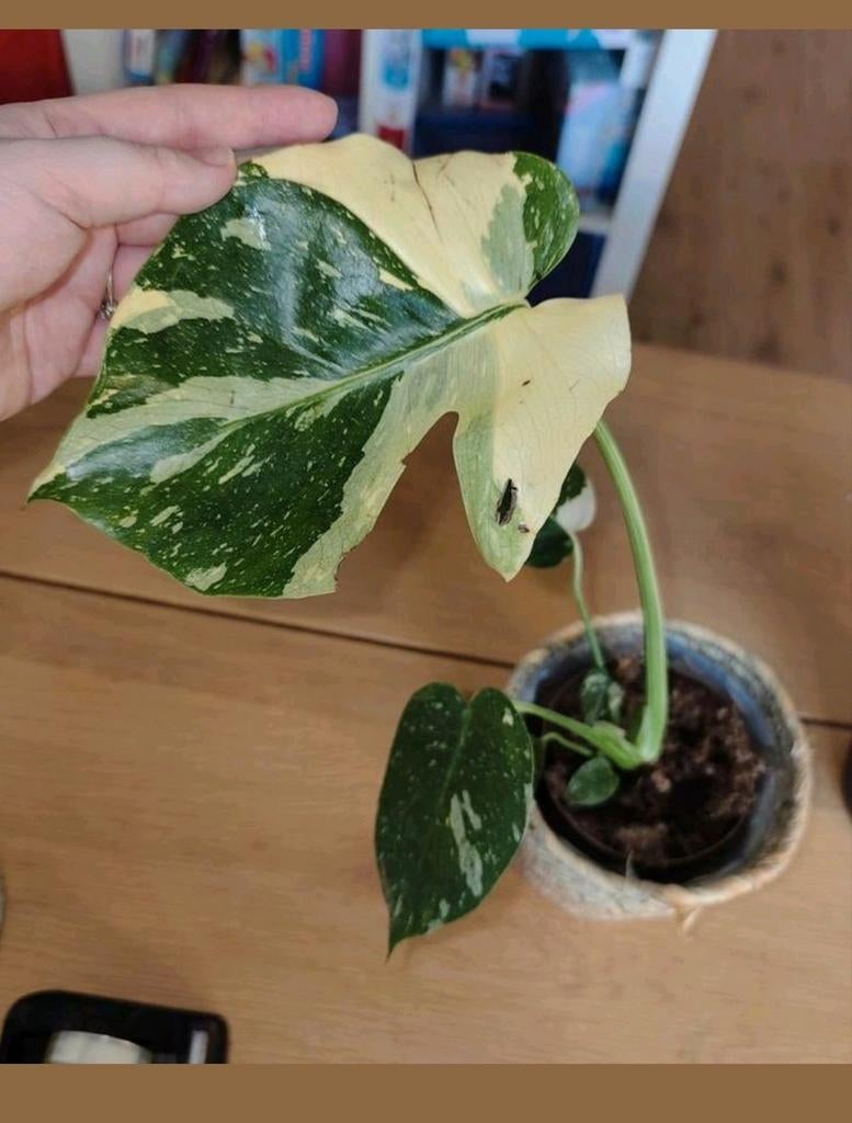 Monstera Thai constellation, Huis en Inrichting, Kamerplanten, Ophalen, Halfschaduw, Minder dan 100 cm