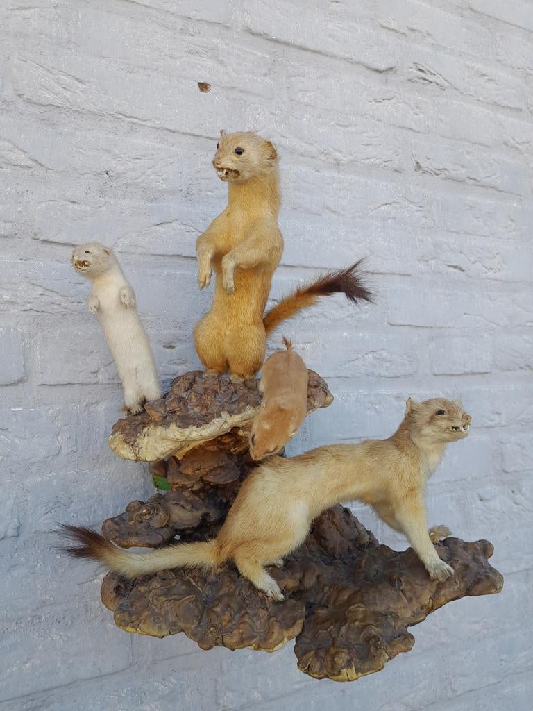 Taxidermie fret of hermelijn ?, Ophalen of Verzenden, Gebruikt, Opgezet dier