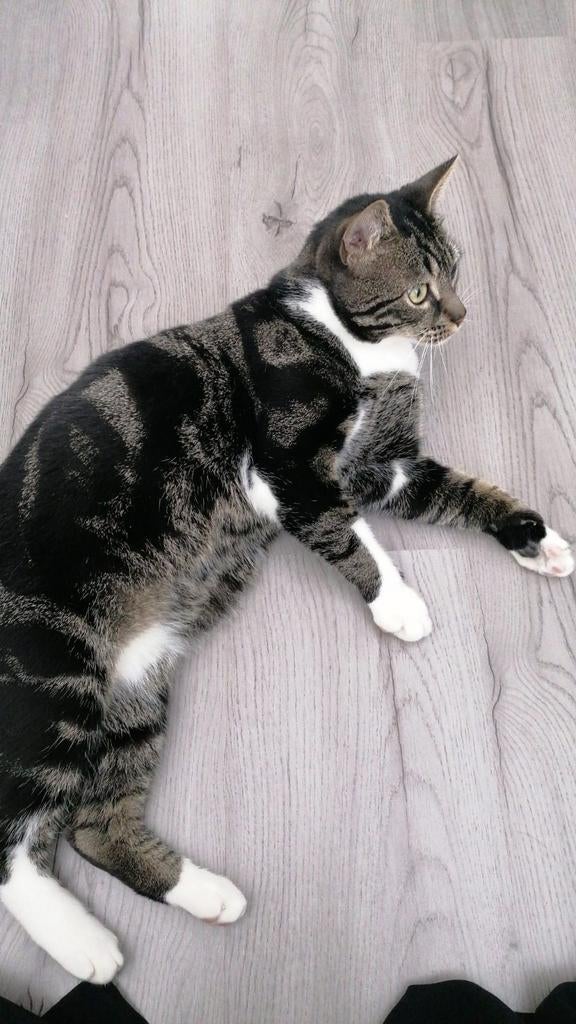 Lieve kater zoekt nieuw thuis., Kater