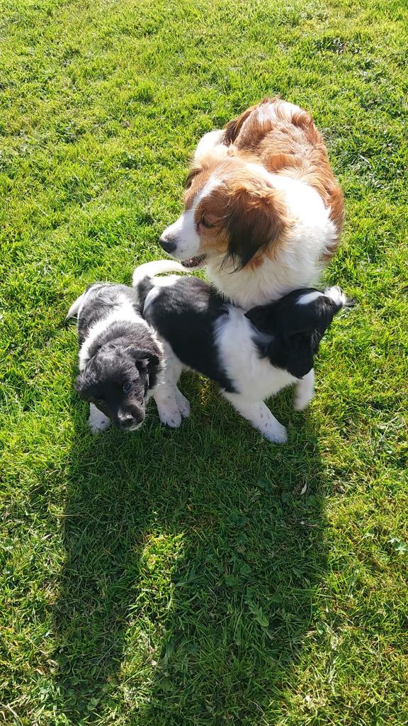 Kooiker x friese stabij  pups nog 2 pups 🐶, Parvo, 8 tot 15 weken, Meerdere dieren, Eén hond