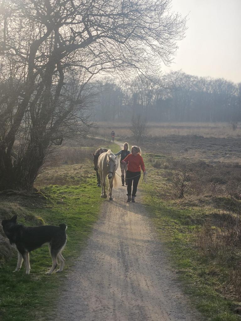 Weideplek beschikbaar voor Shetlander of kleine pony, Weidegang