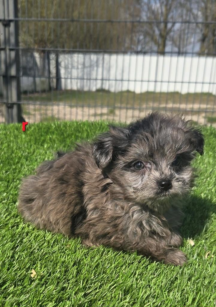 POMAPOO PUPS  (pomeriaan x dwerg poedel), Parvo, Nederland, 8 tot 15 weken, Meerdere