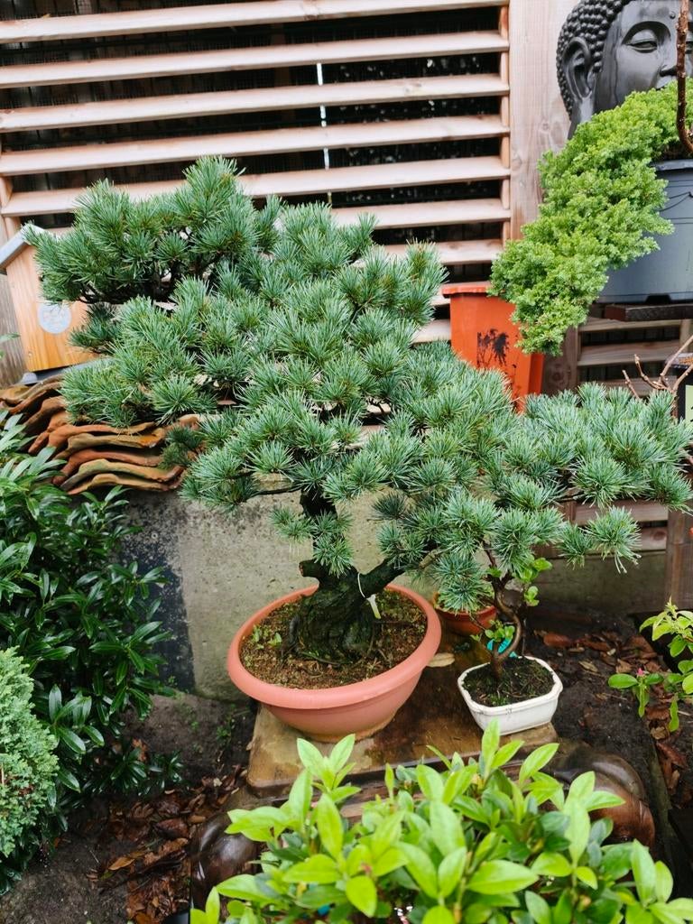 Pinus Parviflora bonsai, Tuin en Terras, Planten | Bomen, Ophalen, Bloeit niet, Halfschaduw, Overige soorten