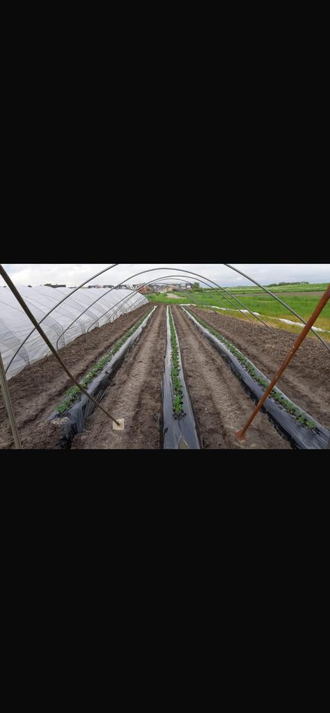 Tunnelkas tunnelbogen tuinkas, Tuin en Terras, Ophalen, Plastic
