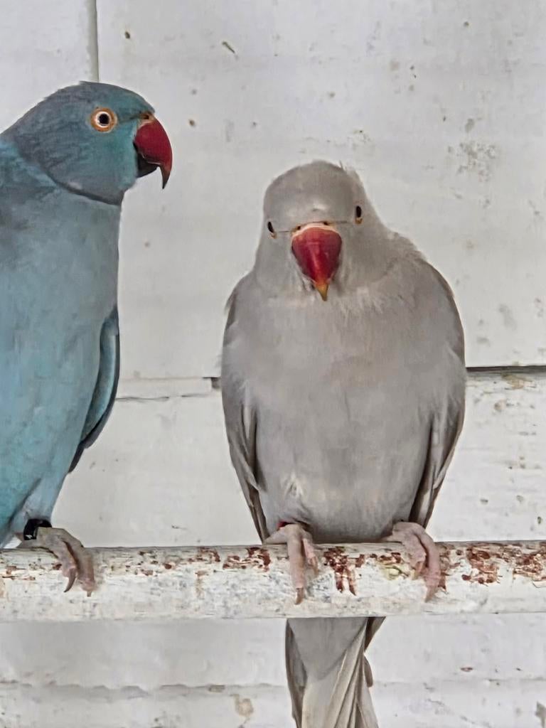 Halsband parkieten, Meerdere dieren, Parkiet