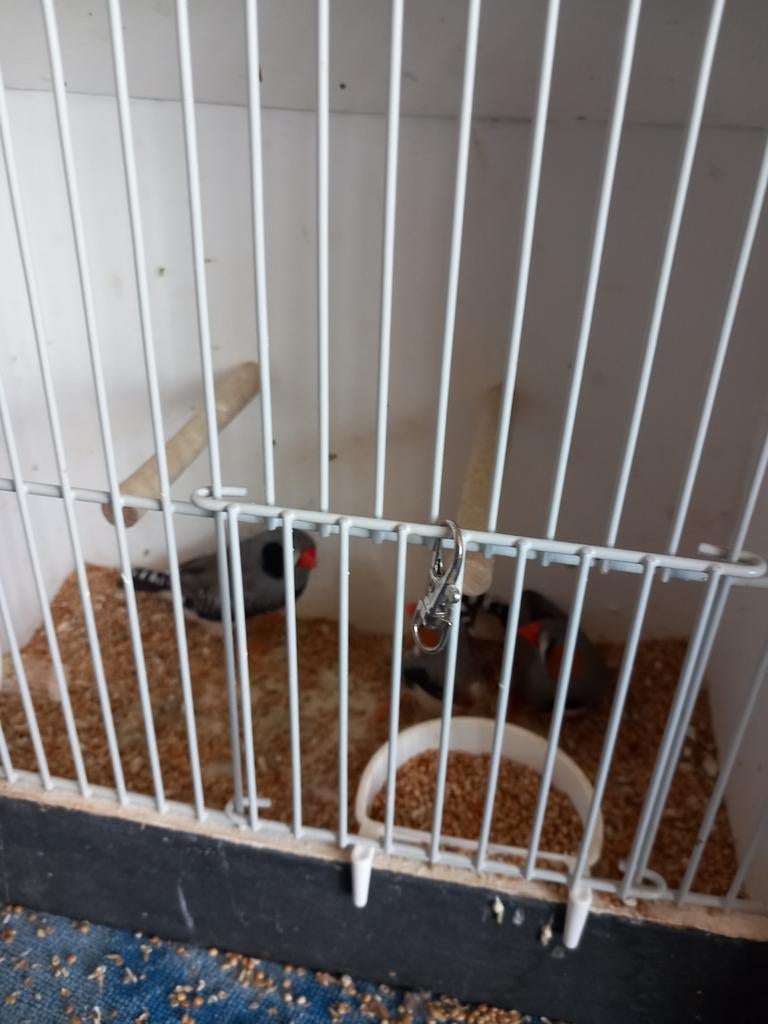 zwartwang zebravink, Dieren en Toebehoren, Vogels | Overige Vogels, Mannelijk