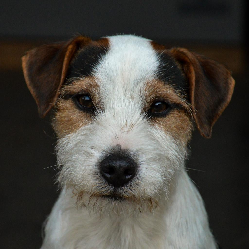 GEZOCHT: Parson Russell Terriër Puppy, Dieren en Toebehoren, Honden | Jack Russells en Terriërs, 8 tot 15 weken, Eén hond, Nederland