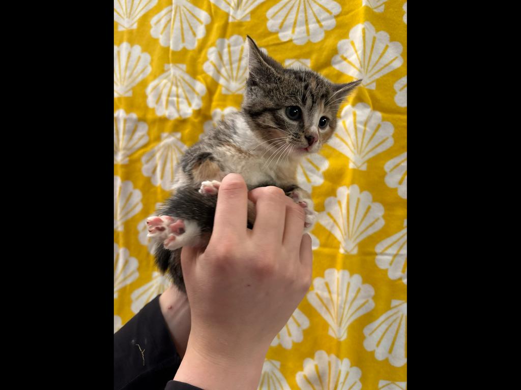 Kittens, Meerdere dieren