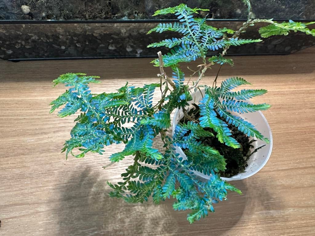 Selaginella Willdenowii, Huis en Inrichting, Kamerplanten, Ophalen of Verzenden, Halfschaduw, Minder dan 100 cm