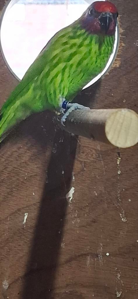 Lori viooltjeslori broedrijp KOOPJE, Dieren en Toebehoren, Mannelijk, Papegaai