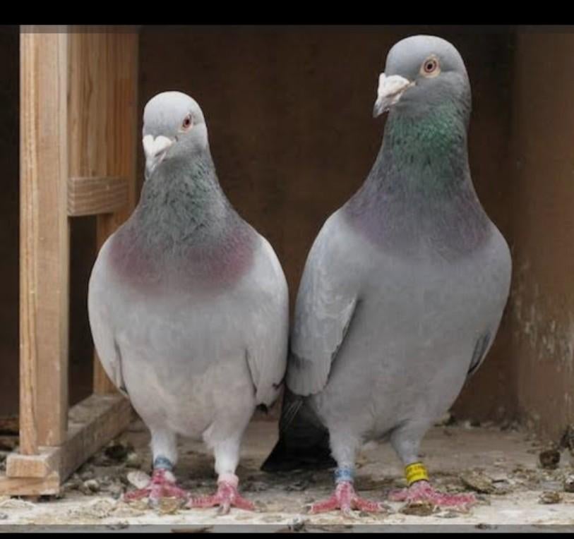 Postduiven, Dieren en Toebehoren, Vogels | Duiven, Vrouwelijk, Postduif