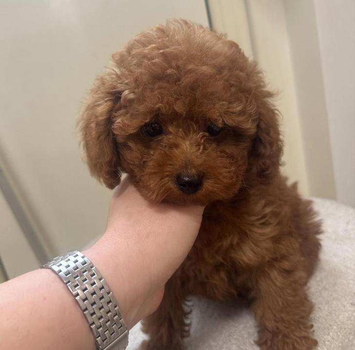 Raszuiver Toy poedel Reutje Toy poodle, Poedel, 15 weken tot 1 jaar, Reu, Parvo