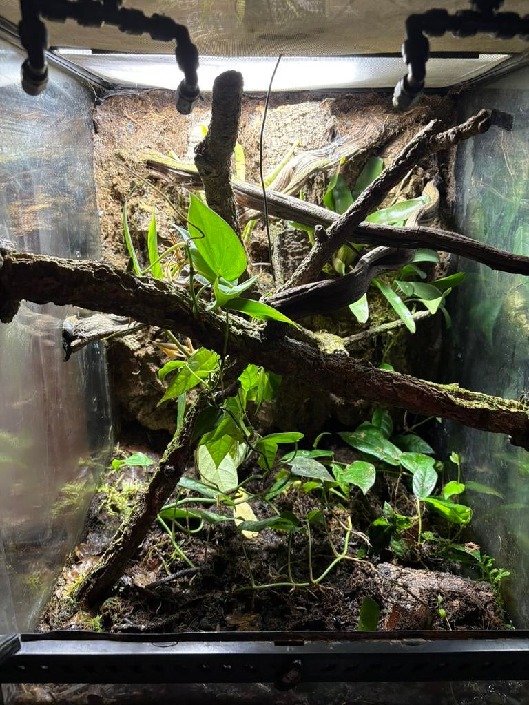 Bio actief exo terra terrarium, Dieren en Toebehoren, Reptielen en Amfibieën | Toebehoren, Zo goed als nieuw, Ophalen
