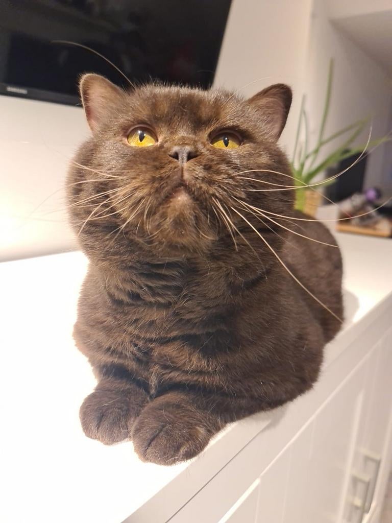 Kampioen Brits korthaar B dekkater chocolate met STAMBOOM, 0 tot 2 jaar
