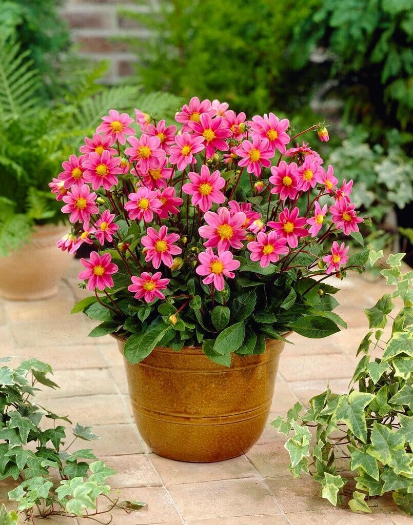 Dahlia, Ophalen of Verzenden, Volle zon, Knol