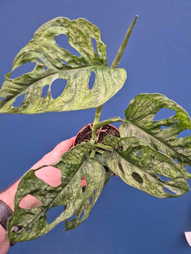 Monstera Adansonii Mint p12, Huis en Inrichting, Kamerplanten, Ophalen of Verzenden, Halfschaduw, Minder dan 100 cm